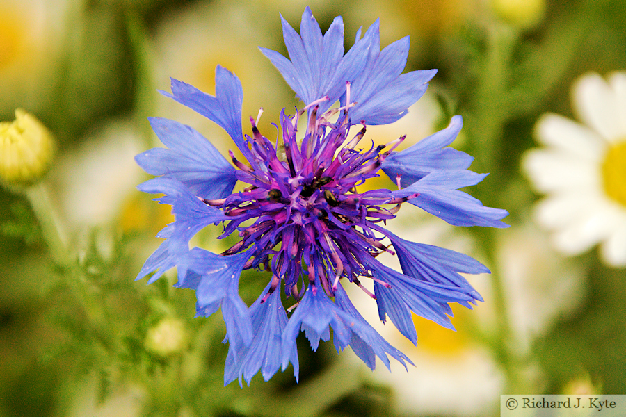 Blue Cornflower, "Steam and Stars", Somerset