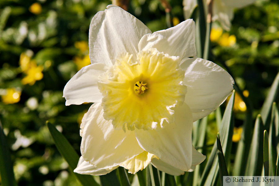 White Daffodil, Greenhill, Evesham, Worcestershire