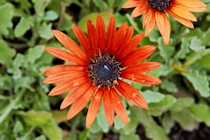 Click to see expanded image