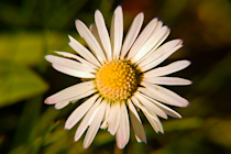 Click to see expanded image