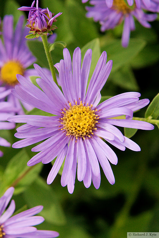 Michaelmas Daisy, Wiltshire