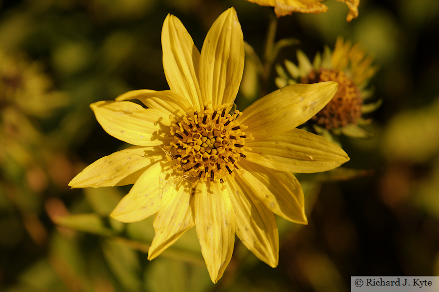 Helianthus, Hidcote Manor Garden, Gloucestershire