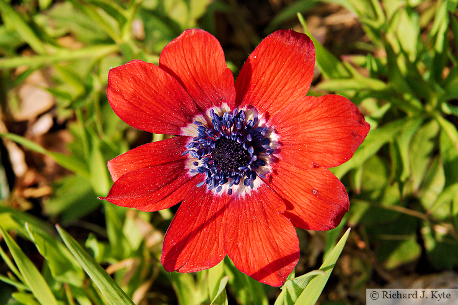 Poppy Anenome, Hidcote Manor Garden, Gloucestershire