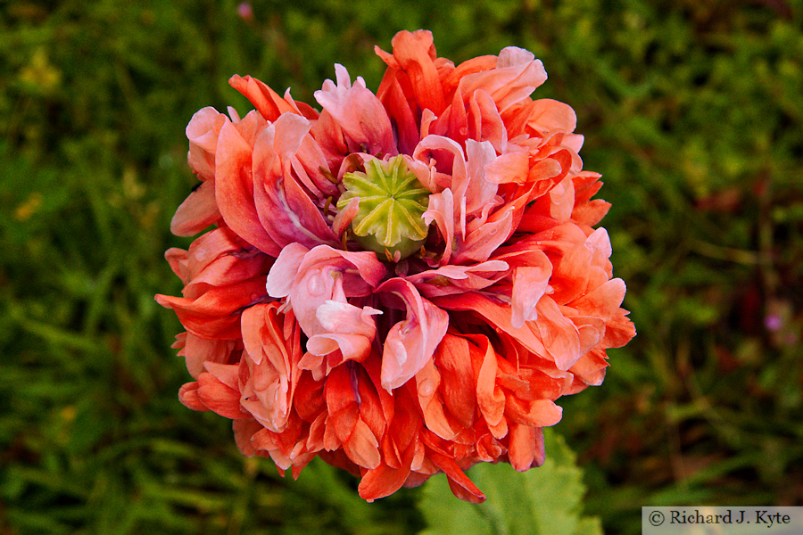 Carnation Poppy, "Steam and Stars", Somerset