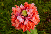 Click to see expanded image