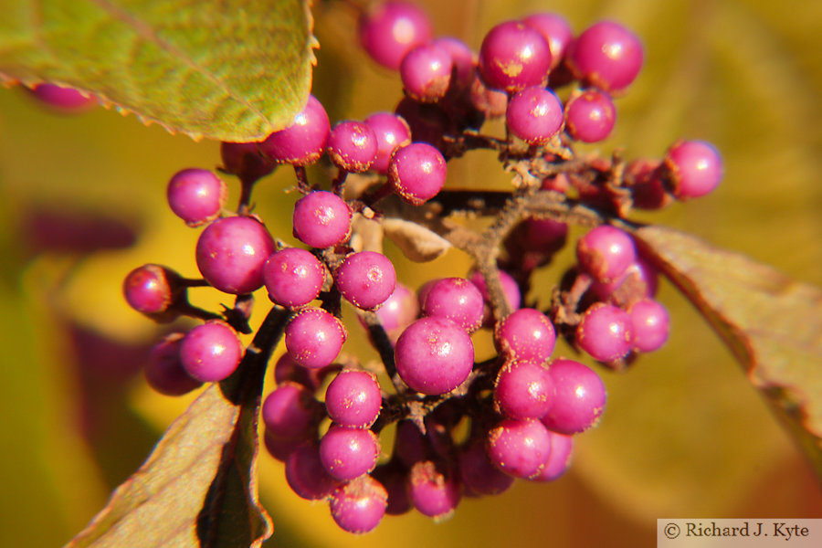 Purple Beautyberry, Hidcote Manor Garden, Gloucestershire