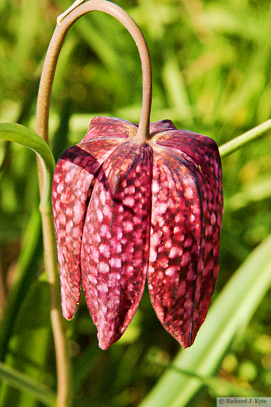 Snake's Head Fritillary (Fritillaria meleagris), Coughton Court, Warwickshire