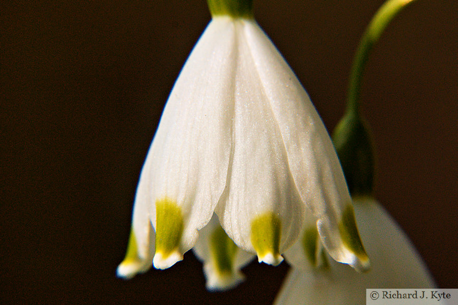 Spring Snowflake, Hidcote Manor Garden, Gloucestershire