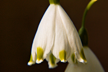 Click to see expanded image