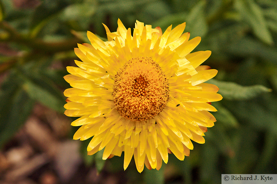 Yellow Strawflower, Shropshire