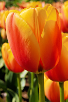 Click to see expanded image