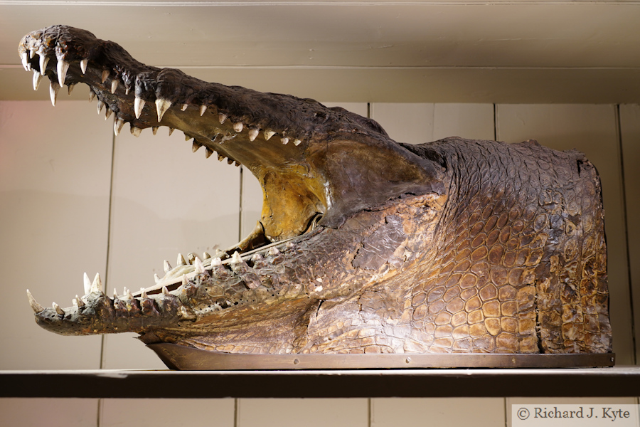 Nile Crocodile, Kingston Lacy House, Dorset