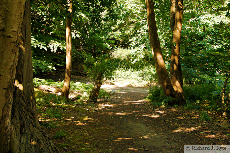 Forest Path, Brownsea Island, Dorset