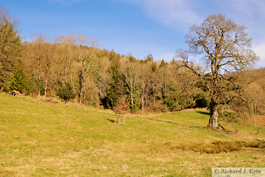 Woodchester Park, Gloucestershire