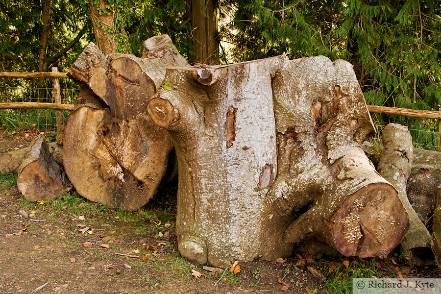 Log Pile, Woodchester Park, Gloucestershire