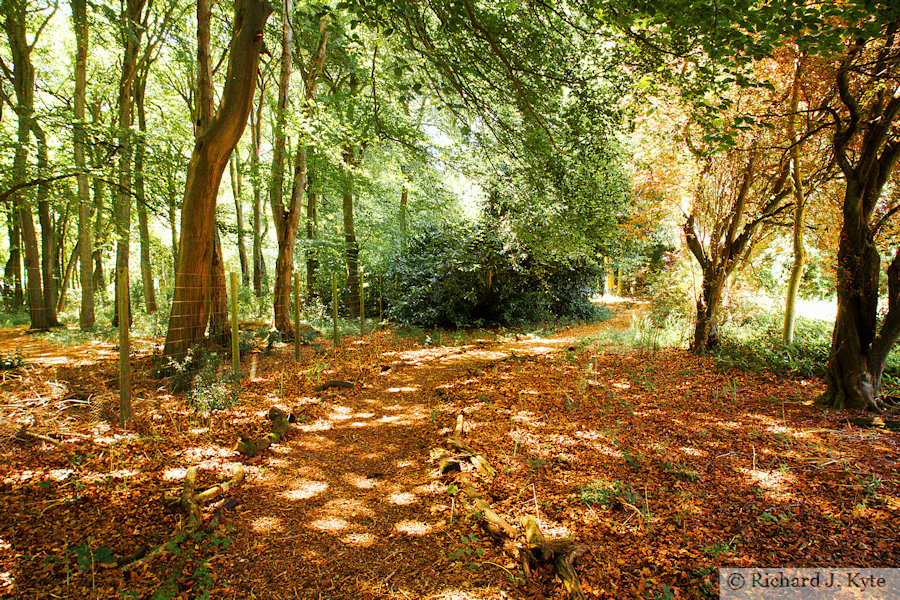 Bluebell Woodland, Nuffield Place, Oxfordshire