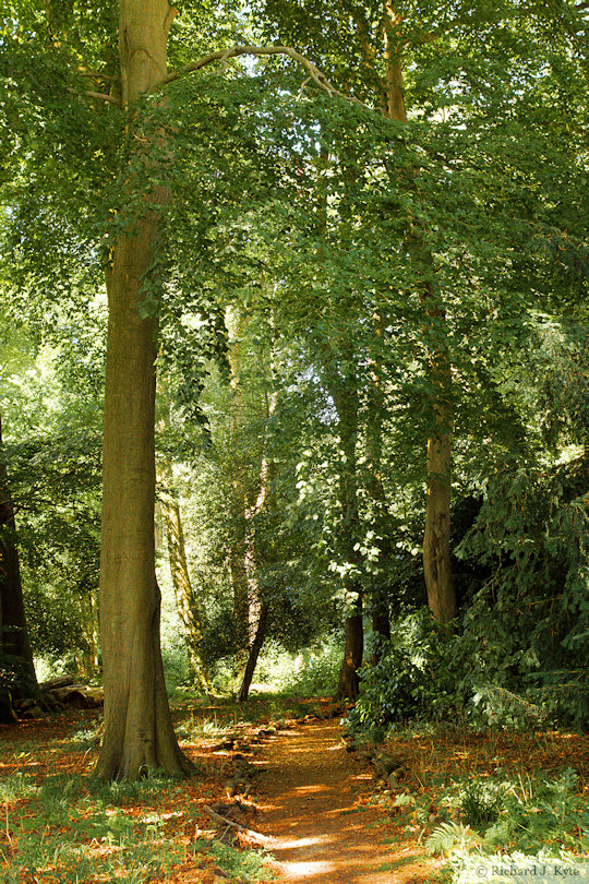 Bluebell Woodland, Nuffield Place, Oxfordshire
