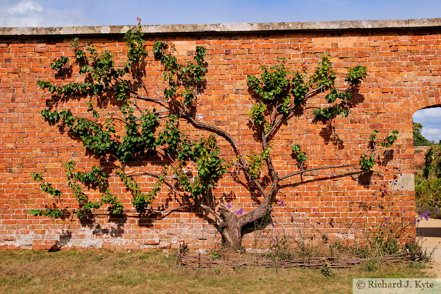 Climbing Plant, Attingham Hall, Attingham Park, Shropshire