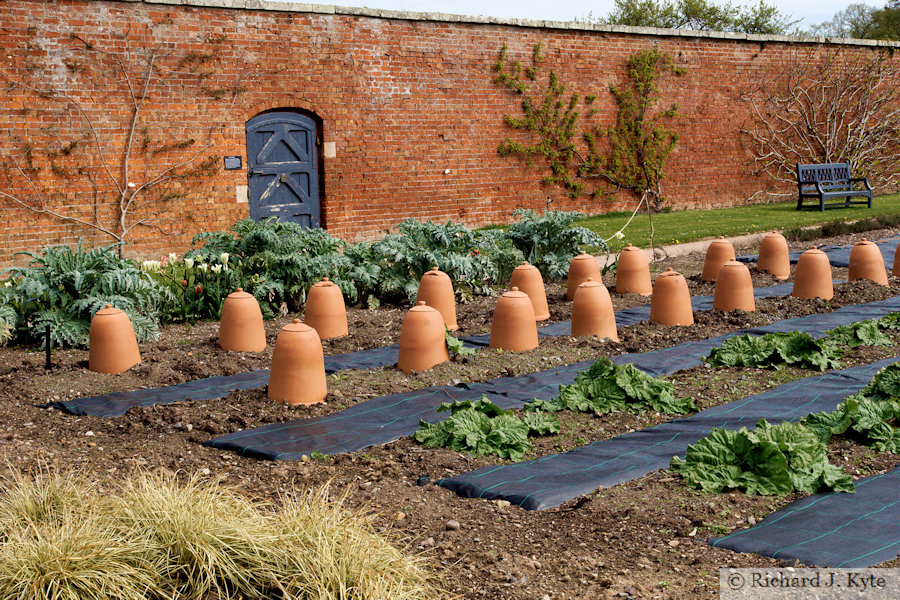 Rhubarb Bed, The Walled Garden, Attingham Park, Shropshire