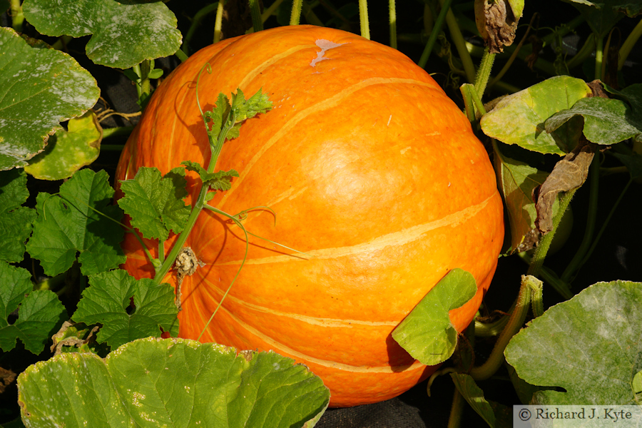Pumpkin, The Walled Garden, Attingham Park, Shropshire