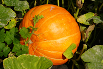 Click to see expanded image