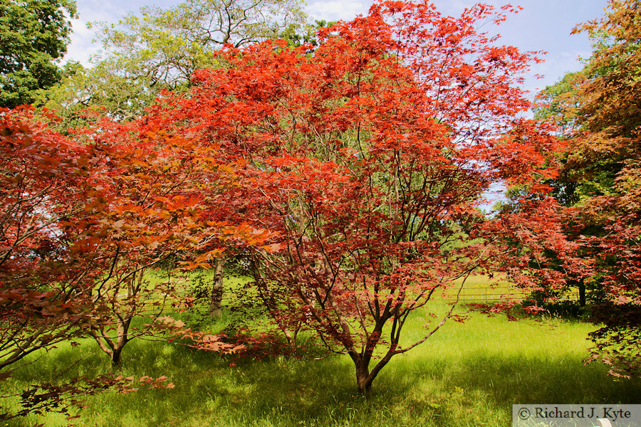 Acer Glade, Bodnant Garden