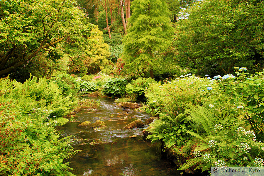 Stream, Bodnant Garden