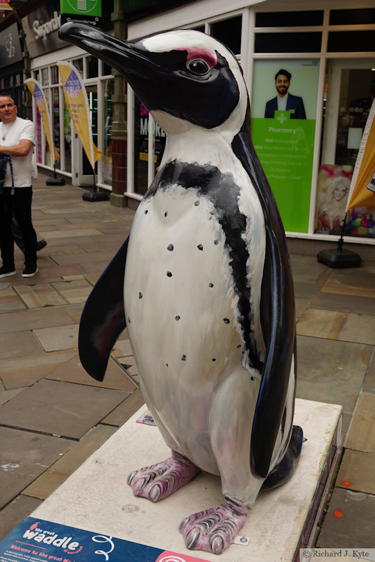 Penguin 4: "Conservenguin", Waddle of Worcester 2024