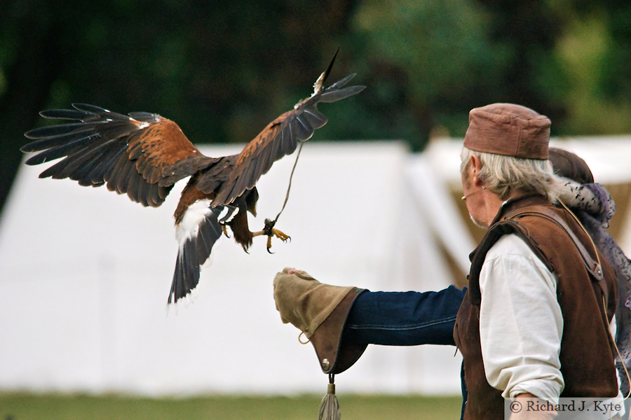 Falconry Demonstration, Battle of Evesham Festival 2025