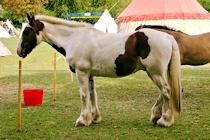 Click to see expanded image