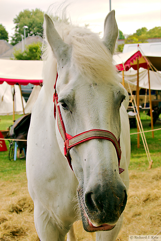 Horse, Battle of Evesham Festival 2025