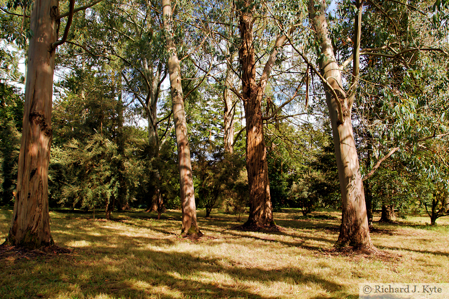 Arboretum, Plas Newydd, Anglesey (Ynys Mon), Wales