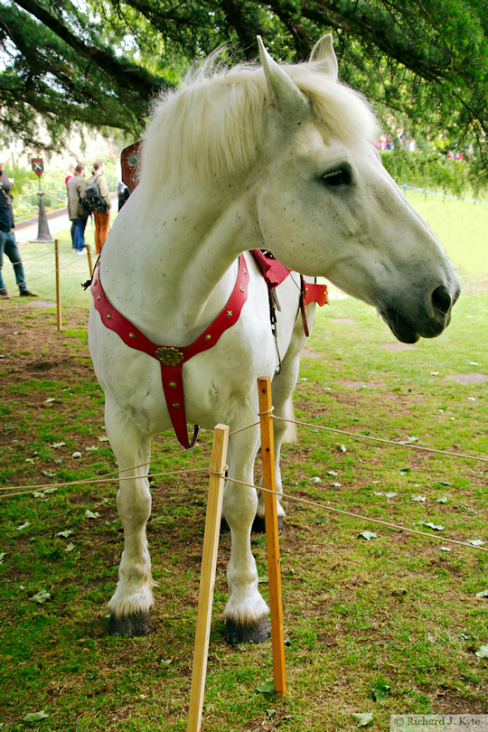"King" the Warhorse, Evesham Medieval Market 2026