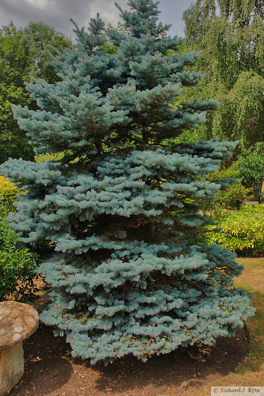 Colorado Blue Spruce, Garden 2: "The Orchards", Fladbury Walkabout 2026