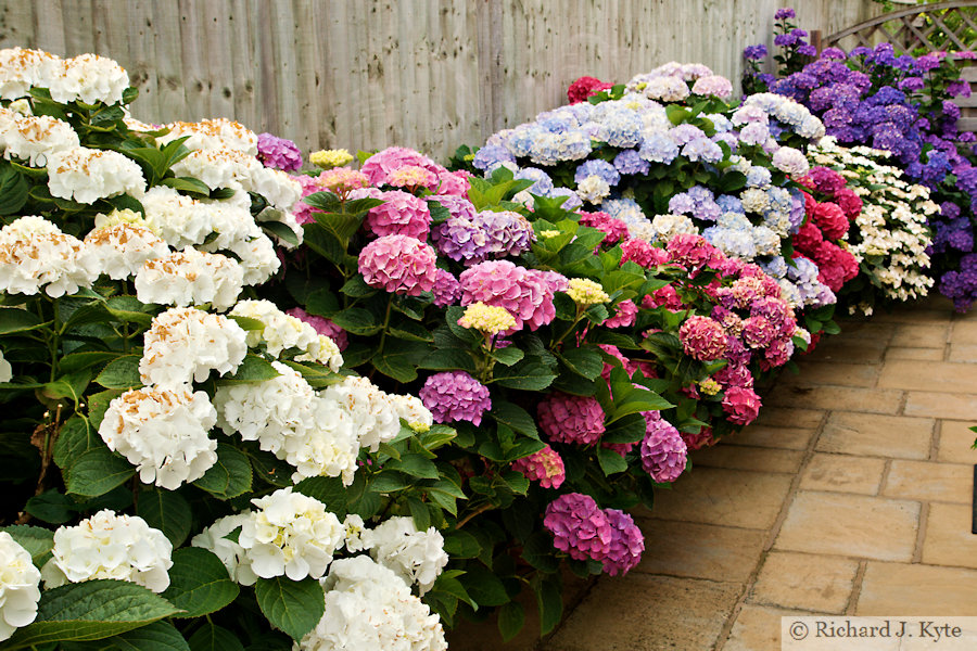 Hydrangeas, Garden 8, Fladbury Walkabout 2026