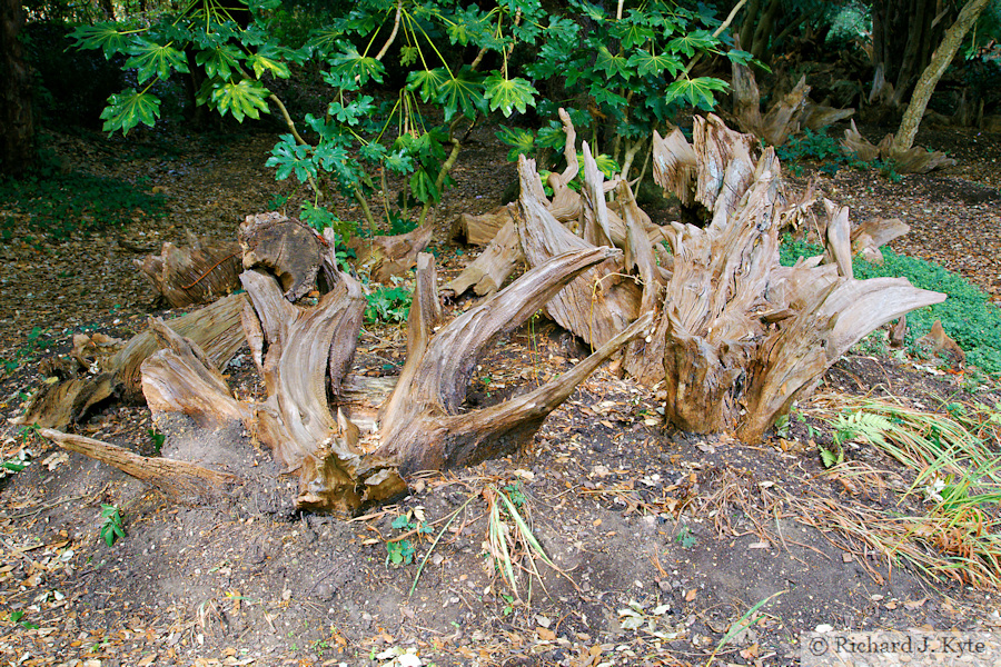 The Stumpery, Ickworth Estate, Suffolk