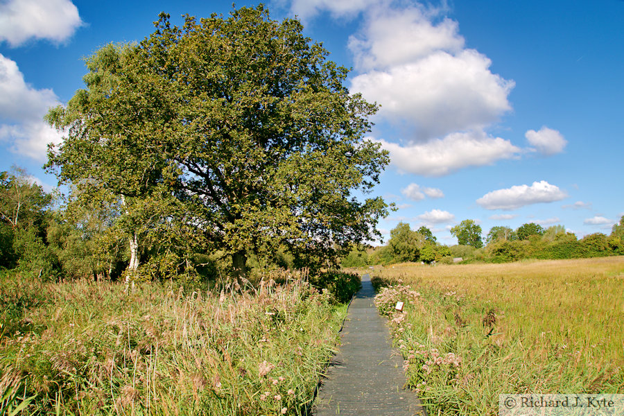 Boardwalk, Sedge Fen, Wicken Fen, Cambridgeshire
