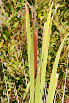Click to see expanded image