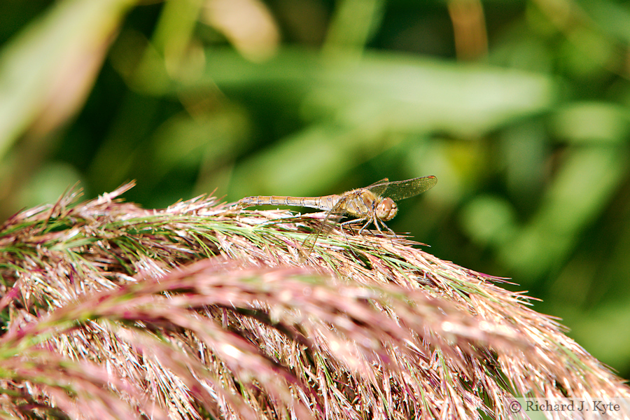 Dragonfly, Sedge Fen, Wicken Fen, Cambridgeshire