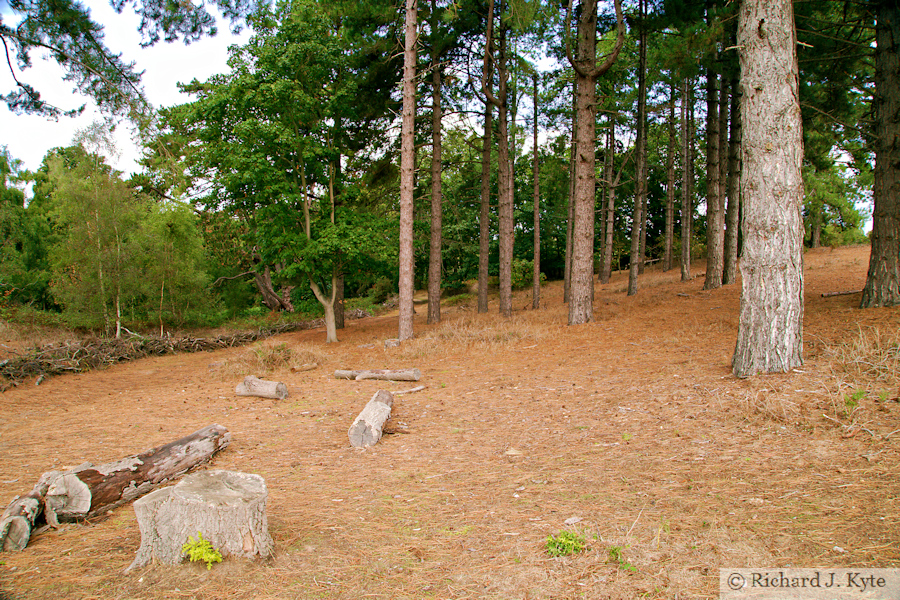 Top Hat Wood, Sutton Hoo, Suffolk