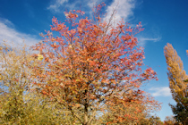 Autumn Trees, Waterside, Evesham, Worcestershire