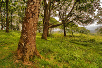 Badbury Rings, Dorset Badbury Rings, Dorset