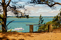 Clearing, Brownsea Island, Dorset Clearing, Brownsea Island, Dorset