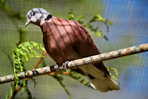Red-Collared Dove, Birdland Park and Gardens, Gloucestershire