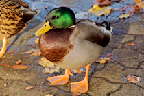 Mallard Duck, River Avon, Evesham