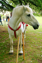 "King" the Warhorse, Evesham Medieval Market 2026