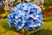 Blue Hydrangea