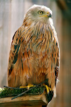 Red Kite, Suffolk Owl Sanctuary Red Kite, Suffolk Owl Sanctuary