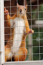 Red Squirrel, Suffolk Owl Sanctuary Red Squirrel, Suffolk Owl Sanctuary